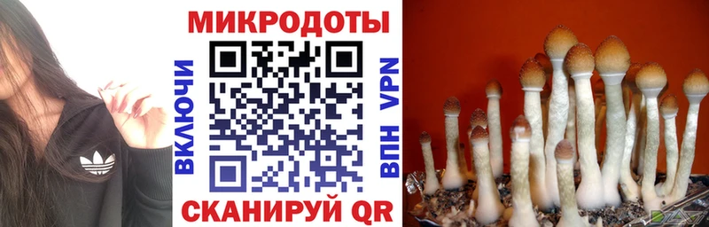 Псилоцибиновые грибы Psilocybe  Купить закладки  Бодайбо 